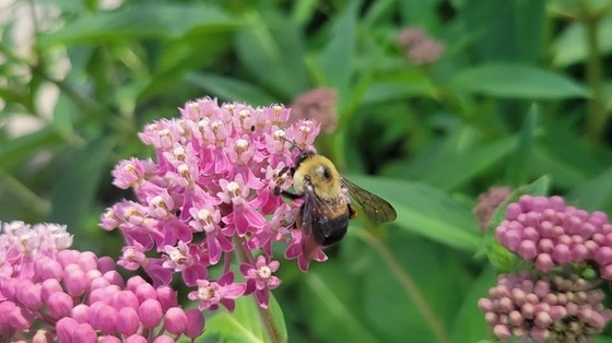 PollinatorWeek