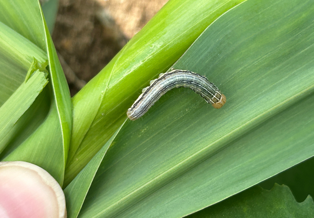 True armyworm larva June 5, 2026