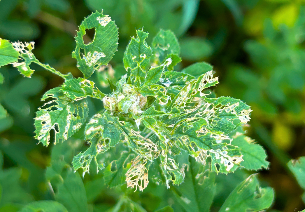 Alfalfa weevil tip feeding damage