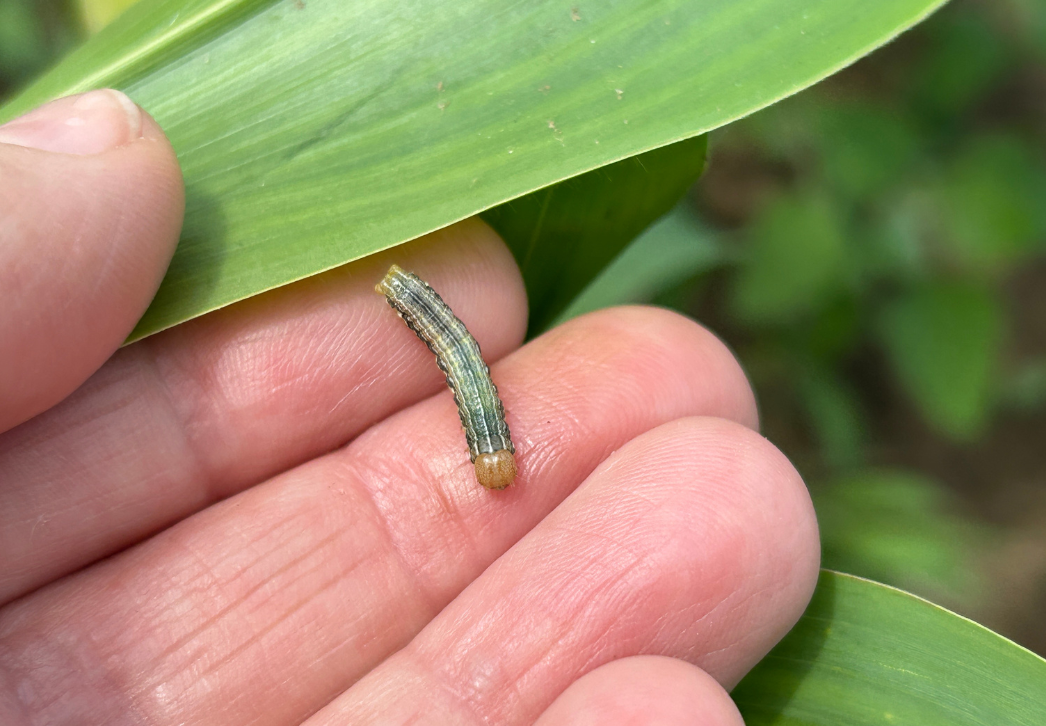 True armyworm larvae June 5, 2026
