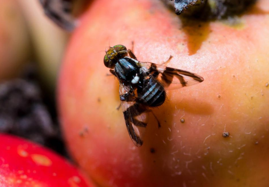Apple maggot up close with F-shaped wing banding