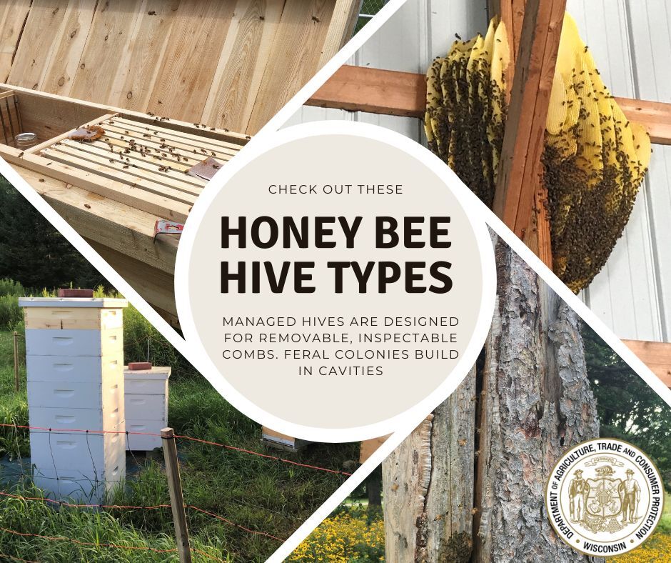 Honey bee hive types