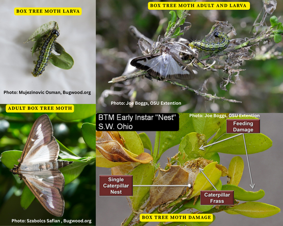 Box tree moth life stages