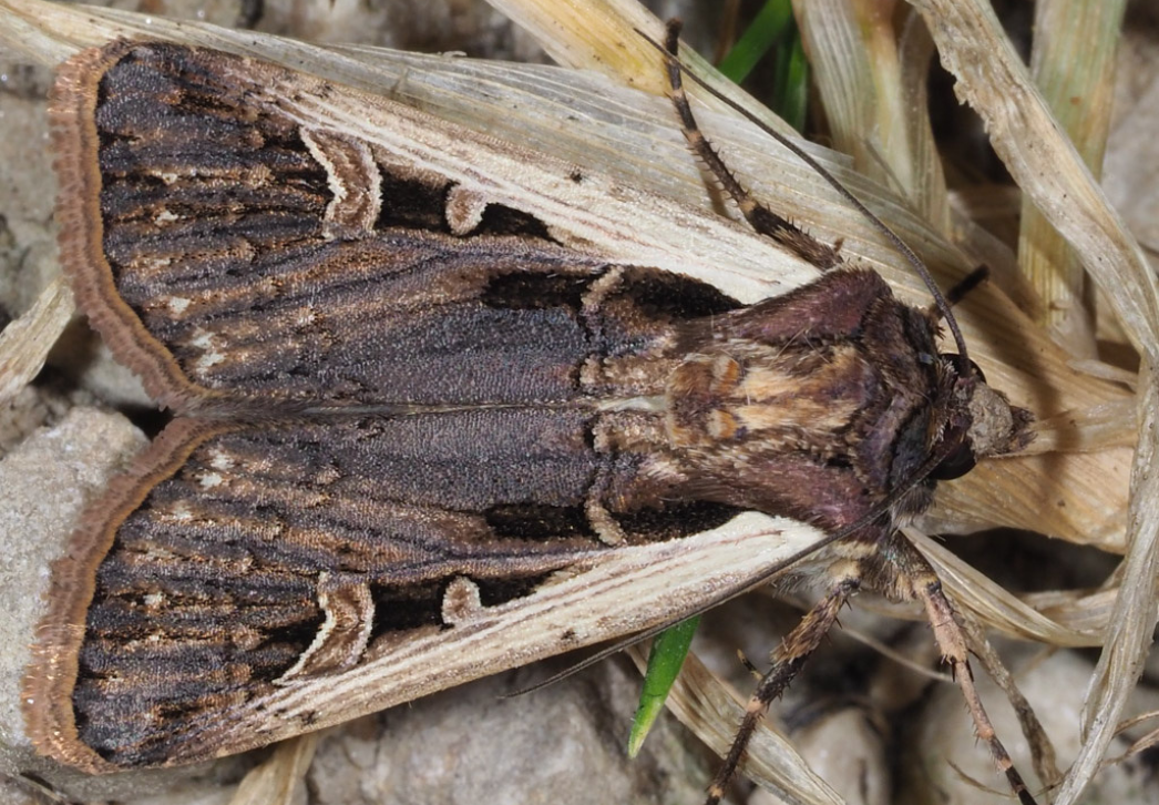 Western bean cutworm moth