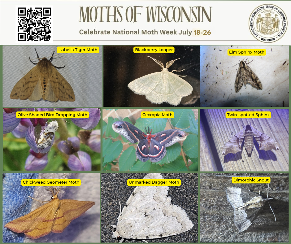 mothweek