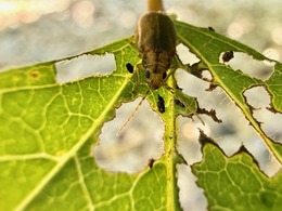 Viburnum leaf beetle adult on assorted viburnums