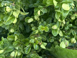 leaf cupping caused from boxwood psyllid feeding