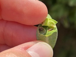 boxwood leafminer larva