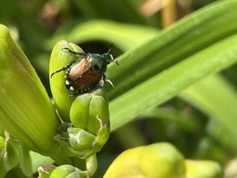 Japanese beetle adults on assorted stock throughout Wisconsin
