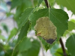Blotch mines from birch leafminer on birch