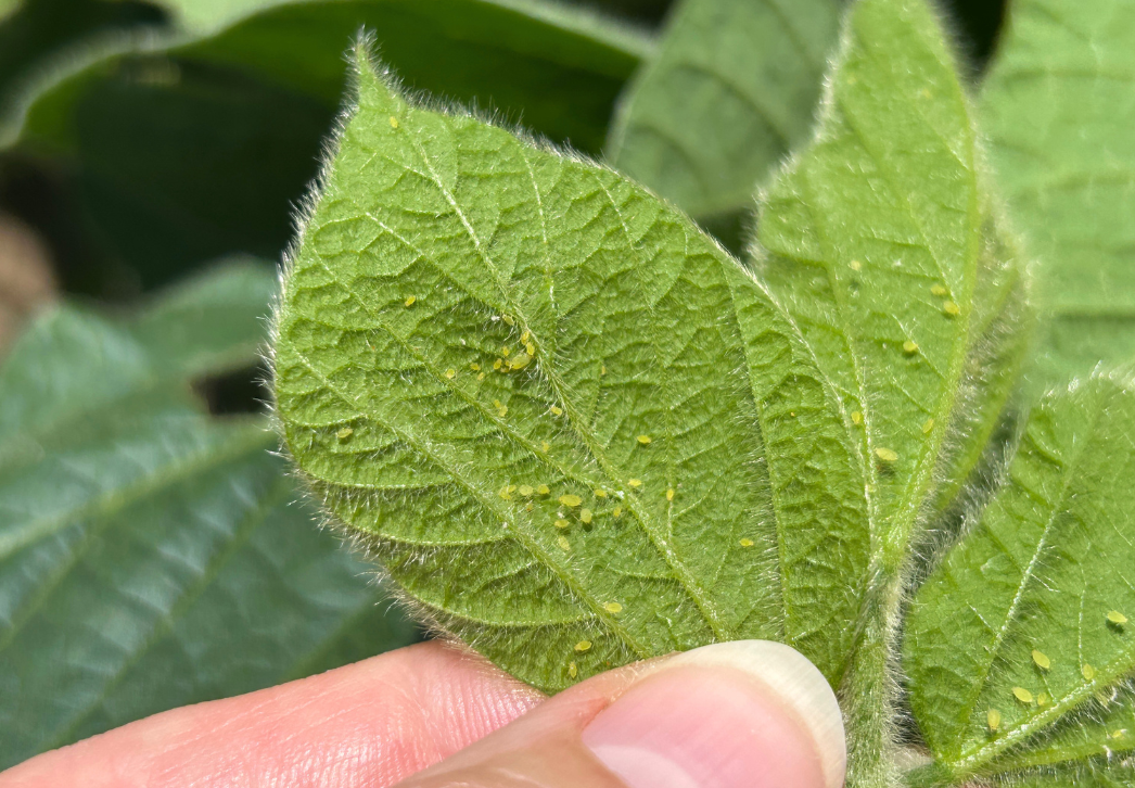 Soybean aphids on soybean leaf
