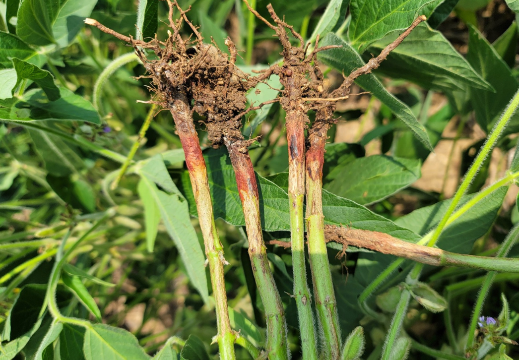 Soybean stems with red crown rot symptoms
