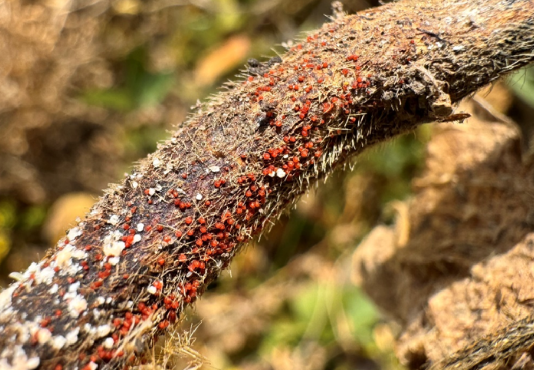 The fungal structures, white hyphae and red sclerotia, of soybean red crown rot