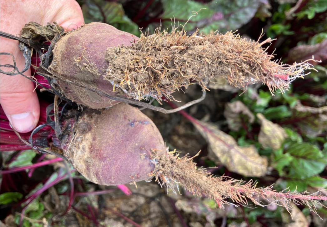 Sugar beet showing symptoms of rhizomania