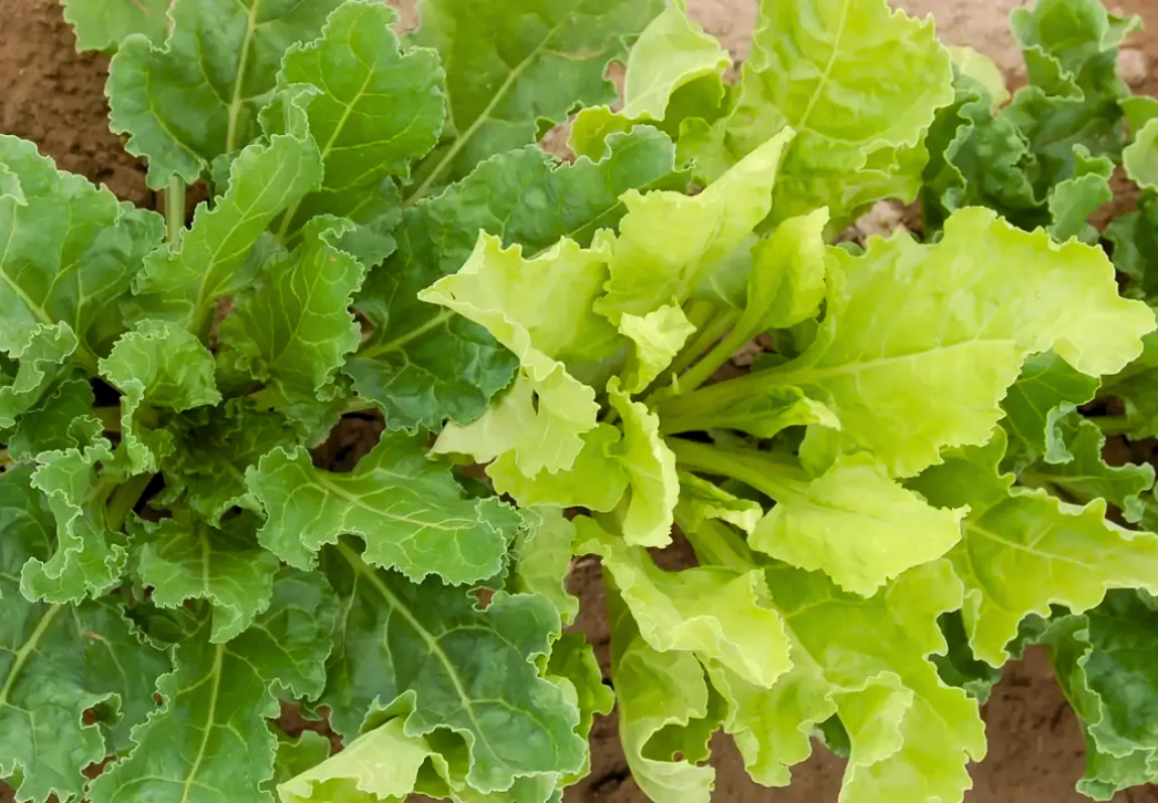 Yellow, chlorotic beet plant infected with Rhizomania