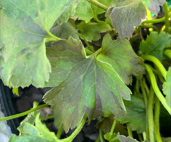 Foliar nematodes on anemone