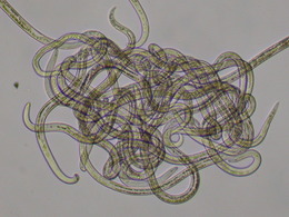 Foliar Nematodes under a microscope