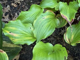 hostas infected with foliar nematodes