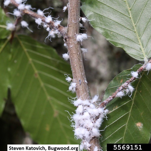 beech blight aphids
