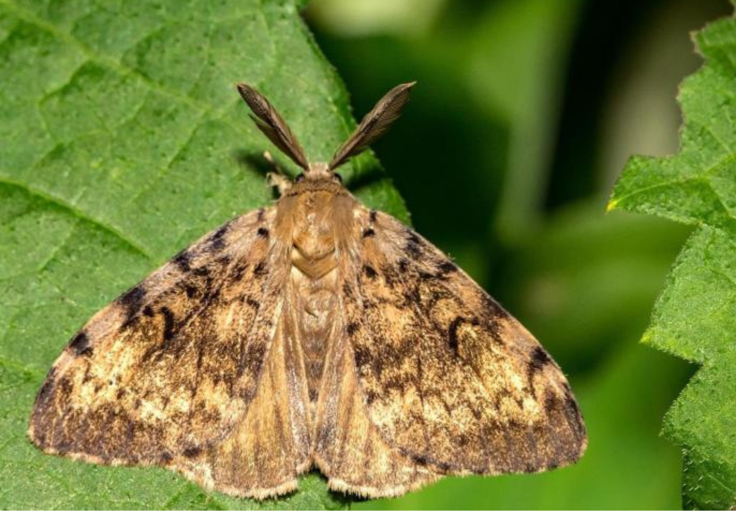 Male spongy moth