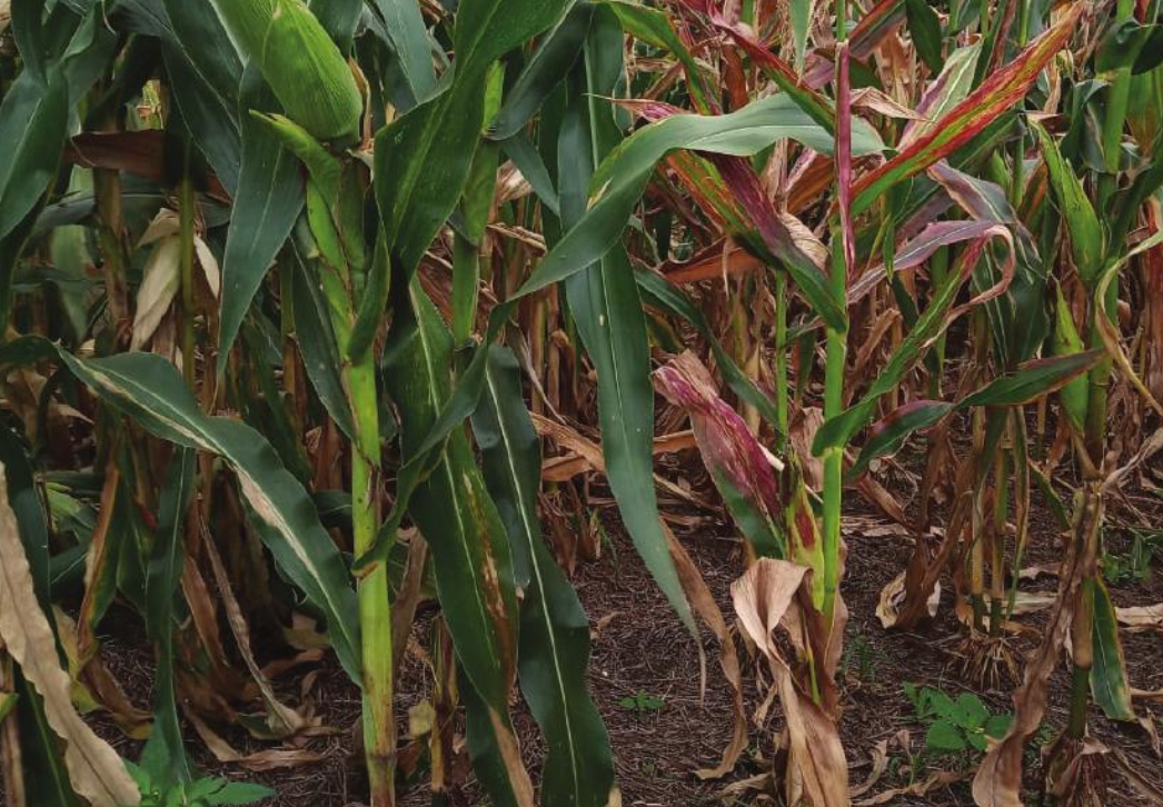 Corn plant showing symptoms of corn stunt