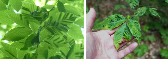 Beech leaf disease symptoms