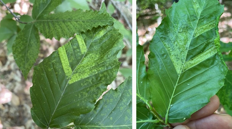 aphid damage on beech leaves