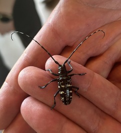 Asian longhorned beetle adult