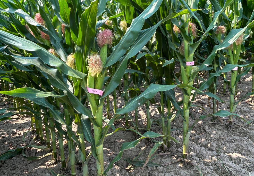 Seed corn production field with male and female plants tagged