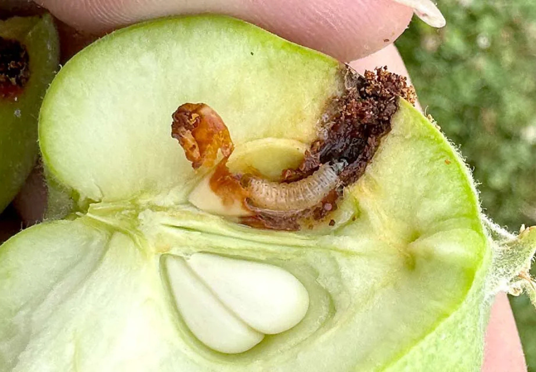 Codling moth larvae feeding inside of apple