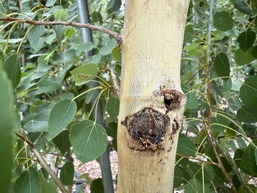 poplar borer on quaking aspen in washington co
