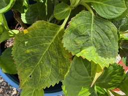 Hydrangea ringspot virus on hydrangea in Jackson Co