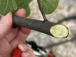 Symptom of verticillium wilt on redbud in Jefferson Co