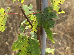 Tar spot on maple in Oneida Co