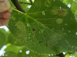 Lace bug feeding damage on linden in Kenosha Co