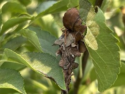 Bagworm on crabapple in Kenosha Co