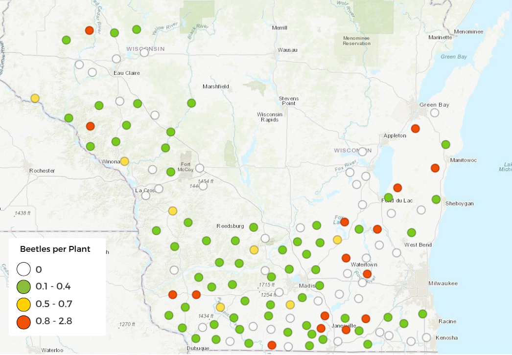 Preliminary corn rootworm survey results showing overall low beetle counts