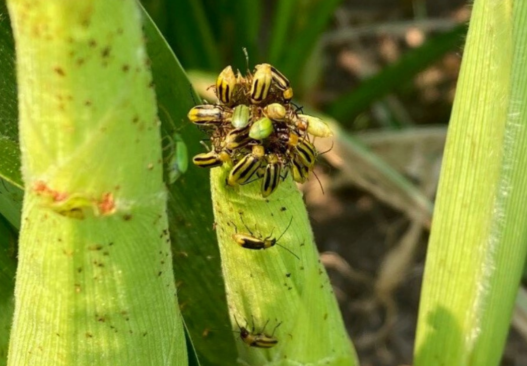 Corn rootworm beetles feeding on corn silks