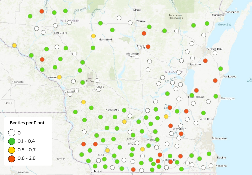 Map: Corn rootworm beetle counts in 152 corn fields, July 31-August 19, 2026
