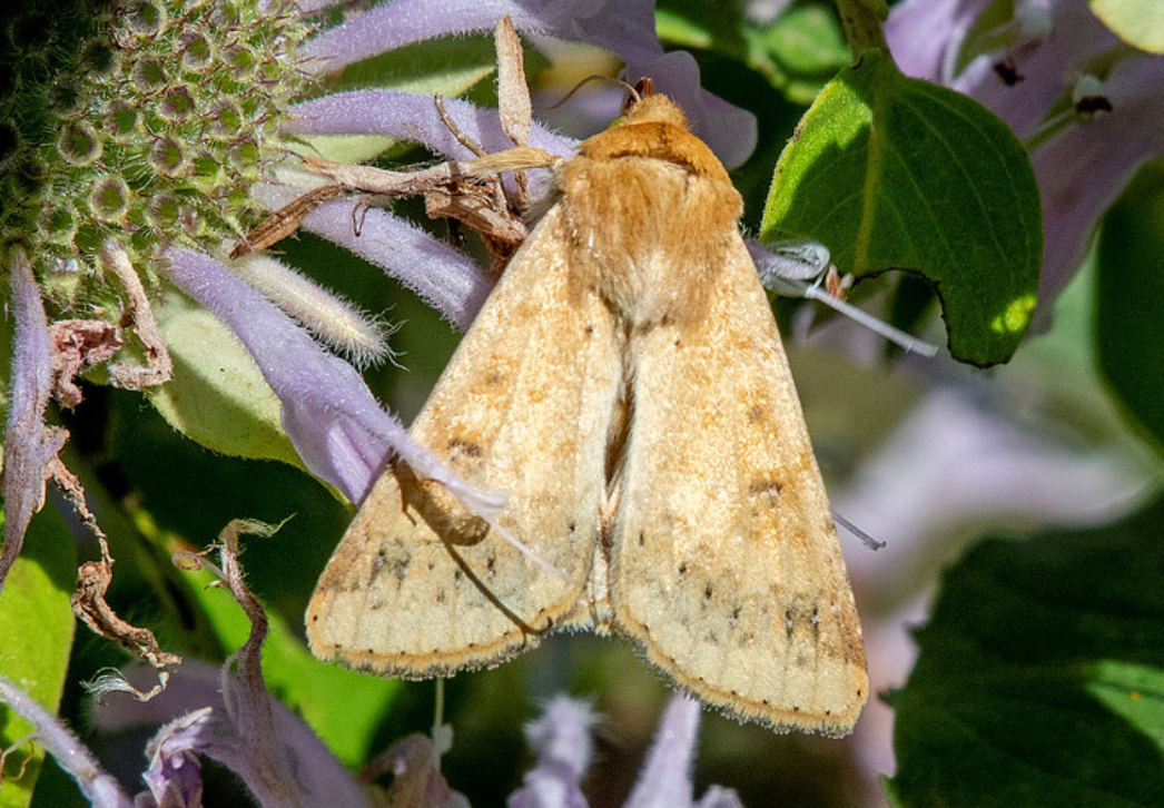 Corn earworm moth 