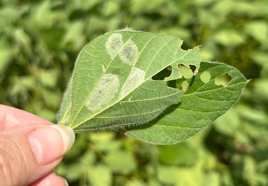 Soybean tentiform leafminer leaf mines
