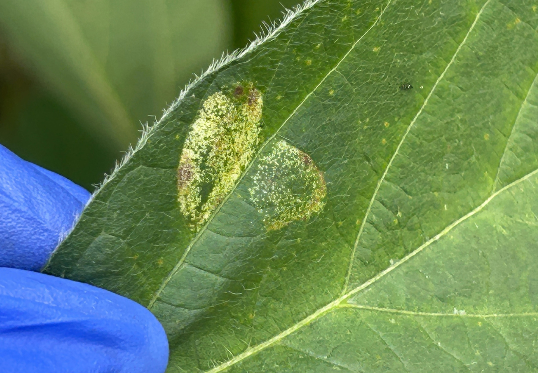Spotted tentiform leafminer speckling on upper surface of leaf
