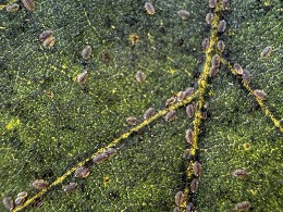 Parthenolecanium scales on Chinkapin oak leaf