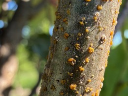 Phylloxerans on oak branch