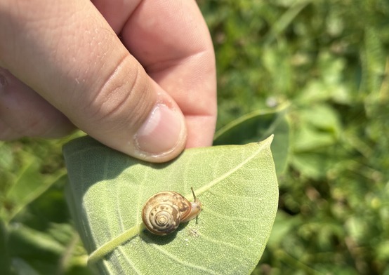 Carthusian nun snail on milkweed