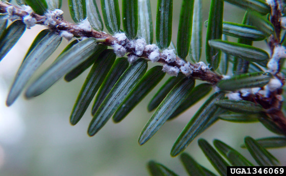 Hemlock woolly adelgid on hemlock branch
