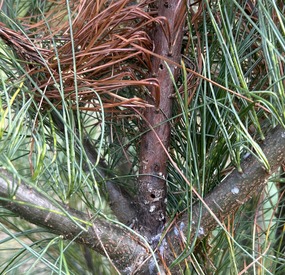 dead leader with white pine weevil exit holes