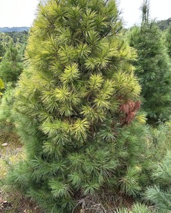 white pine blister rust trunk cakner