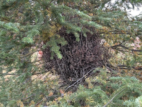 Broom rust on balsam fir