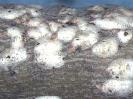 Willow Scale on aspen